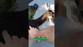 Goat Rookie Mistakes: Top 5 Fails (Avoid Costly Errors!)