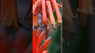 Sigma 105mm Macro Lens test on bees #macrovideo
