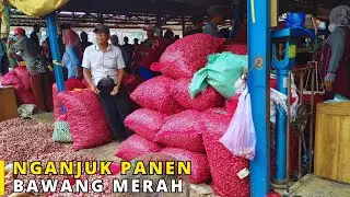 Nganjuk Panen Bawang Merah, Harga Bawang Merah Hari Ini Turun