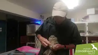 Cedric moves Tawny Owls into the rehabilitation aviary at the National Bird of Prey Hospital&trade;