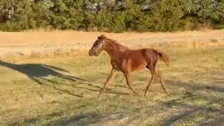GRM Funquest Karma #1
