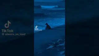 &ldquo;When a Dog Waits&hellip; And No One Comes&rdquo; #sad