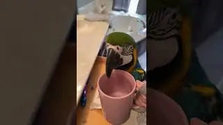 #funnyparrot#parrotlovers#parrotlife