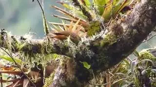 Pseudocolaptes boissonneautii Guango 130814 AV 7