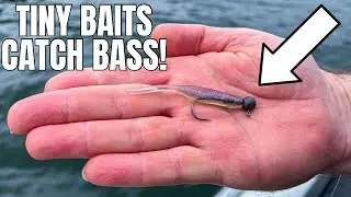Spotted Bass LOVE Tiny Lures in the Fall! (SMITH LAKE)