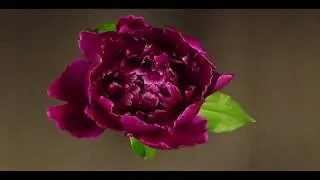 Inspire 02 – Needs are Beautiful (Angelika Kaiser)
