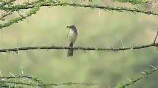 Jungle Prinia in Madurai
