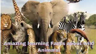 Amazing Learning  Facts  About Wild Animals Compilation #1 -  Ras Animals ||