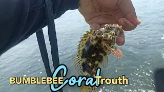 Fresh and salty Ikan sultan di karang dangkal