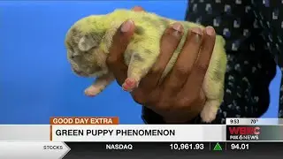 Rare green puppy born in Alabama