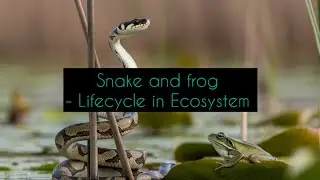Snake and frog - Lifecycle in ecosystem | Survival of Fittest 🍃