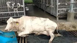 Surra Treatment in Cattle Buffalo ( Trypanosomiasis ) and Roktham