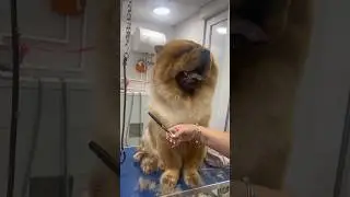 Why Chow Chows Need Spa Days