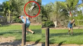 Man Gets Swooped By Bird's Angry Partner