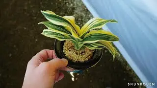 羅紗万年青 「萬風」の紹介