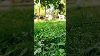 Extreme slow-motion eye test #nature #realme #realme12plus5g #sony #sonycamera #ultrawideangle