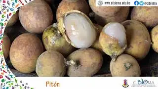 Pit&oacute;n (𝘛𝘢𝘭𝘪𝘴𝘪𝘢 𝘦𝘴𝘤𝘶𝘭𝘦𝘯𝘵𝘢)
