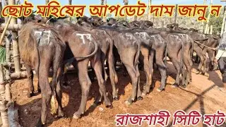 ২৪/১২/২৫/ কম বাজেটে ছোট মহিষ কিনবেন? জেনে নিন আজকের। রাজশাহী সিটি হাট।