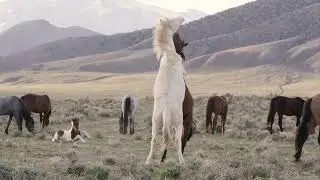 Brown and White Wild Horses Playing With Each Other | 4K | Music
