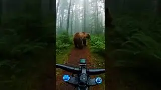WHAT?!🤣 Unbelievable bear moment caught on camera #funny #viral #animals