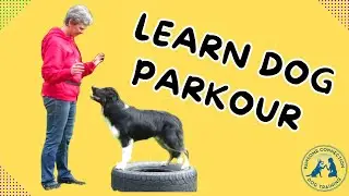 Dog Parkour with Davy: his first title!