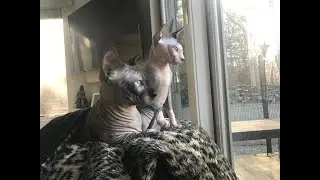 SPHYNX CUDDLE TOGETHER