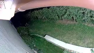 Big Red Deer visiting