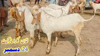 Luddan bakra market fresh update|Makhi cheene nagre or beetle bakre|Shahzad Shah Official