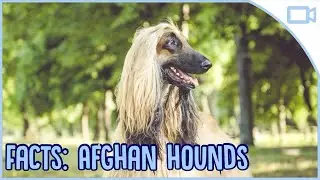 Facts About Afghan Hounds!