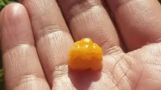 Picking Cloudberries/Salmon berries: An Onion in Alaska picks berries