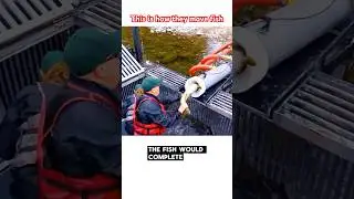 Why Fish Are Being Launched Through This Giant Tube #shorts #salmontube #wildlifetech