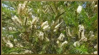 Bees on a Tea Tree