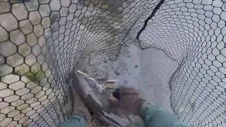 Niagara River Lakers and Steelhead Fishing