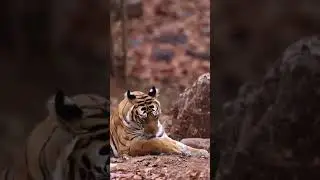 Muscular Bengal tigress and huge paws #tiger #animals #bigcat #wildlife #india #bengaltigers