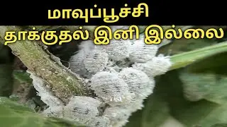 How to control mealybugs in Tamil