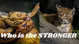 How the wild cat fights with a python