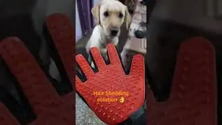 Labrador Puppy Hair Shedding Solution 🐶 #doglover #puppies #shorts
