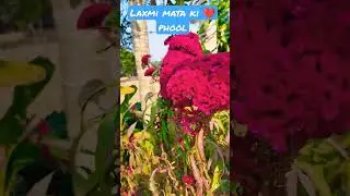 Namaste🙏 karuna mago laxmi thakurani || laxmi puran | 😍 flower #Odisha culture #shorts #shortvideo
