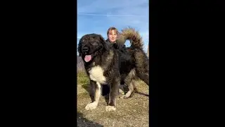 Lavica Jozo Dog development from 2 months to 2 years