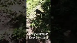 Cat guardian at Deer Sanctuary #tepoztl&aacute;n #cats