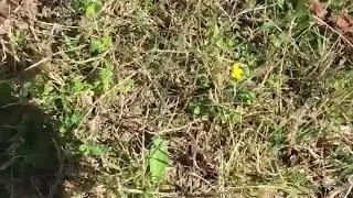 Combating Weeds in Early Spring