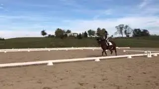 Solstice Knight BN dressage test