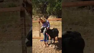 Why Goats Have WEIRD Eyes! #shorts #science