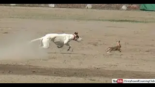 Dogs chasing wild rabbit in a coursing race in Pakistan