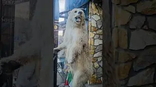 The Bear in the Restaurant: Bronx's Little Italy