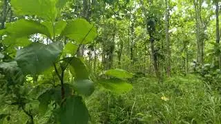 1 teak forest