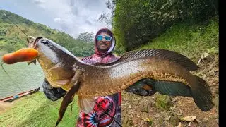 ഇവിടുത്തെ മീനുകൾക്ക് മുതലയുടെ വലുപ്പമാണ്| MOST AGGRESSIVE MONSTER SNAKEHEAD CATCHES ON NEW ROD|