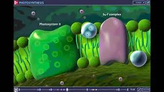McGraw Hill Photosynthesis Tutorial