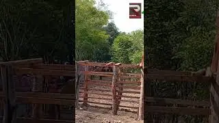 Breque pronto pra pega de boi p&eacute;-de-porteira.