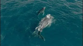 Feeding Humpback Calf